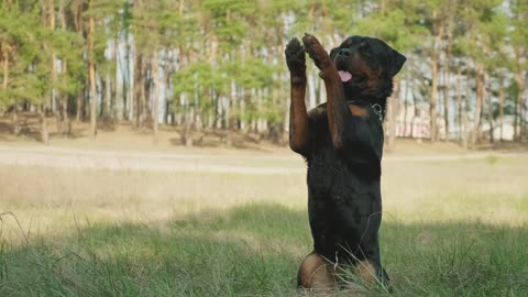 Representation of a Rottweiler Waving