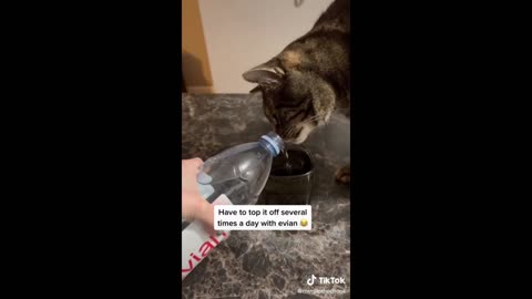 Hilarious Cat Antics at Home That Will Keep You Laughing