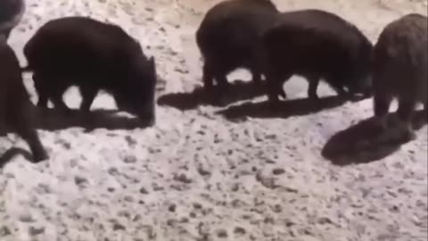 Wild Hogs looking for handouts