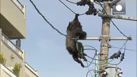 Chimp escape: Primate swings from live power lines, falls from electricity pole