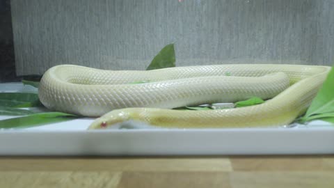 White snake