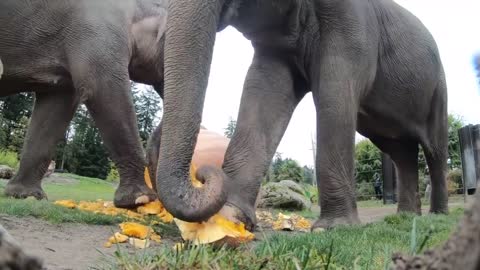 Elephant Smash Giant Pumpkinslovely