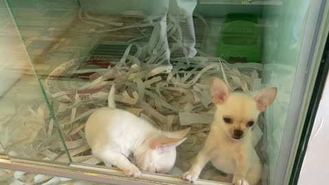 Small puppies 🐶 playing in glass room videos