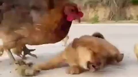 Chicken 🐓attacking puppy eeg