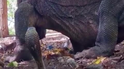 King cobra hunting Komodo Dragon