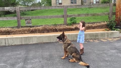 AMAZING!!!!! German Shepherd Protects Babies and Kids Compilation