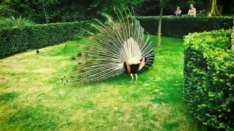 Amazing Peacock Mating.