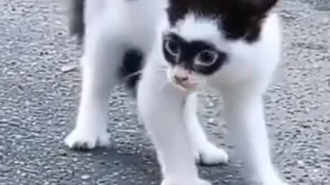 Zorro cat