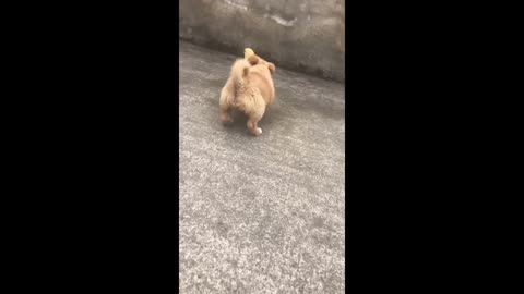 Cute Dog playing with a Chick