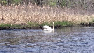 Swan Swims By