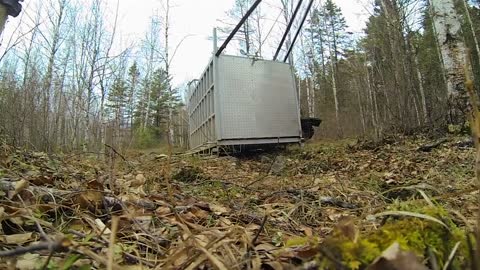 Siberian Tiger Released - GoPro Hero Video _ IFAW