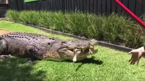 Crocodiles eat bones crazy