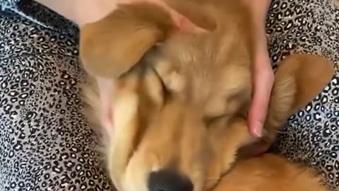 Funniest & Cutest Golden Retriever Puppies - 30 Minutes of Funny Puppy Videos