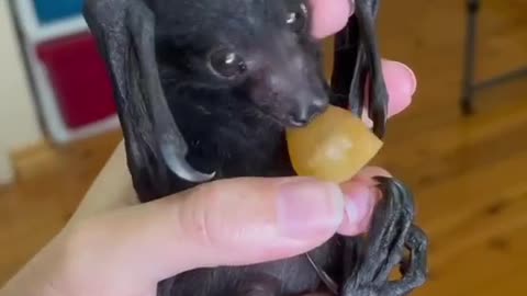 3 RESCUE BABIES | BABY FLYING FOXES