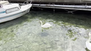 Many beautiful swans swimming in the beautiful river