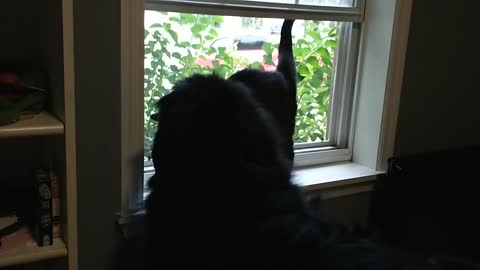 Cat loves newfoundland dogs