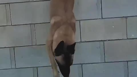 This Is Why the Belgian Malinois Is a Favorite Among Police and Special Forces