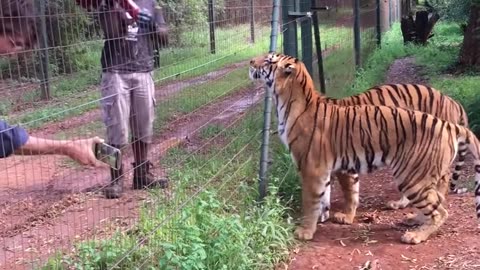 Living With Big Cats - Alimentando os Tigres