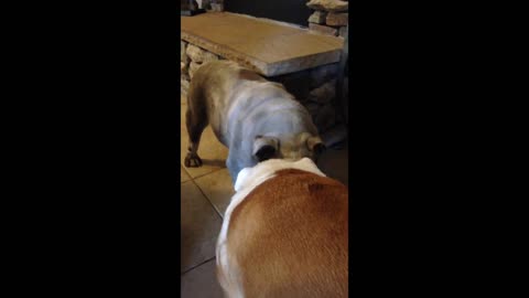 English Bulldog Loves Dirt