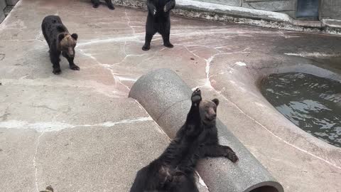 Bunch of Bears Wave to Tourists