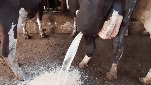 Draining a Huge Abscess on a Dairy Cow