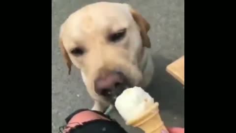 The dog eat ice cream.