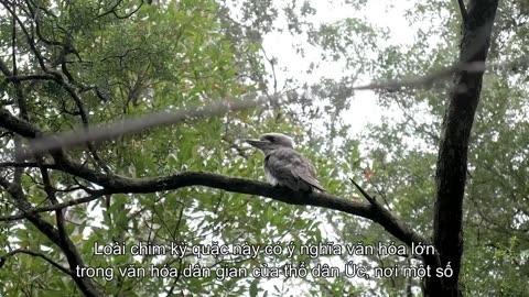 7 Weirdest Bird Calls Smithsonian Magazine (Vietsub)