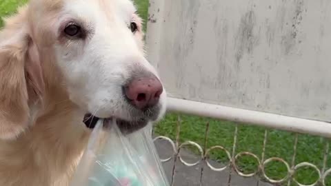 Old golden retriever got a milk run