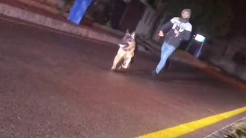 The Expert's Guide to dog running on night in road