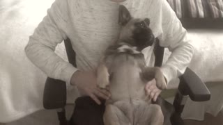 Totally relaxed dog enjoys a shoulder massage