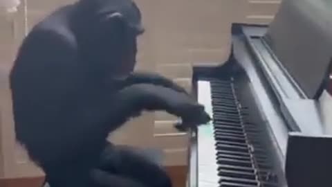 Monkey Plays Piano (hilarious)👩😂
