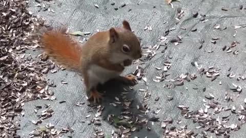 Funny Squirrels for kids