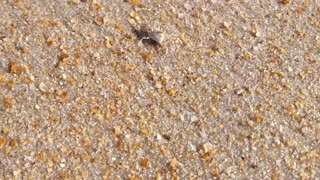 Tiny Crab - Varn Park Beach, Florida - 2024