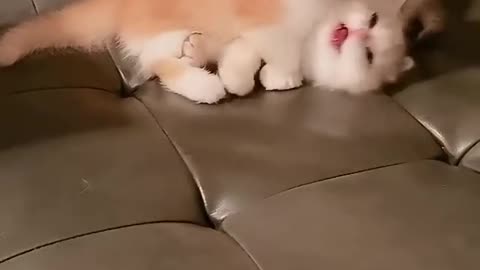 Cute Cats funny way to fighting with love ☺