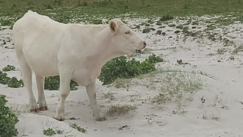 Cow Caught Munching on Plastic Rope