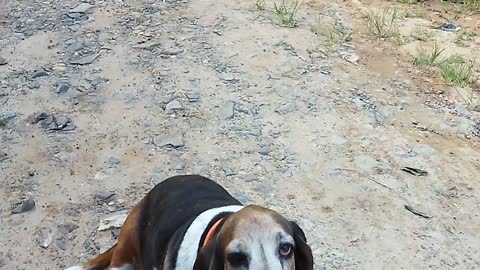 Dalmatians and basset hound