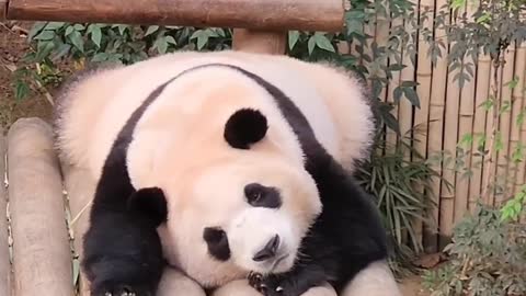 Panda sleeping video 😂😂