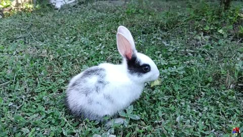 Adorable Bunny Munching on Fresh Green Grass | Animals and beautiful nature |