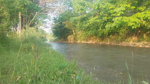 Nature Scenery | A River In Village | #Premium_Video #Pro