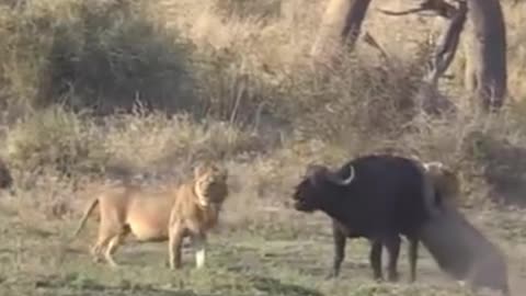 6 male lions attack buffalo