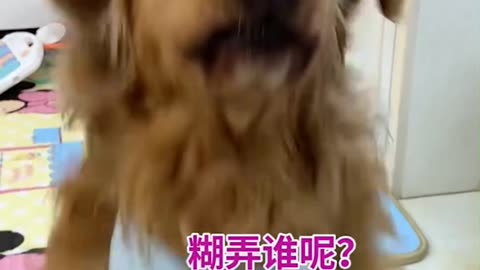 This dog challenge me, This dog is really crazy, what are you saying?