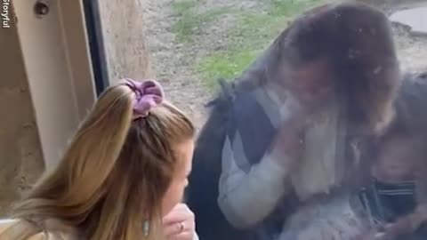 Zookeeper introduces her newborn baby to gorilla friend in adorable video l GMA