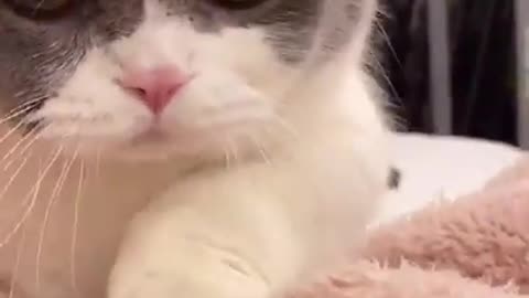 TRY NOT TO LAUGH with this cute cat 😹😹😹