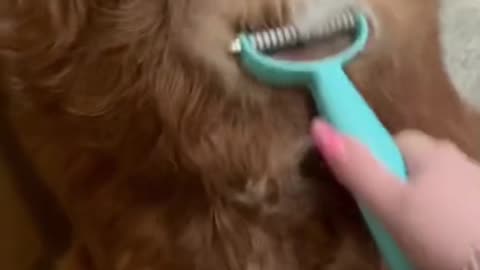 Fur-Free Zone: The Ultimate Animal Hair Lint Remover