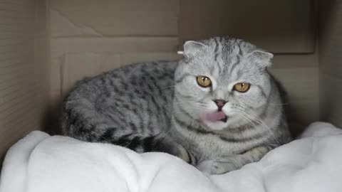 a cat that is cleaning its fur to keep it clean