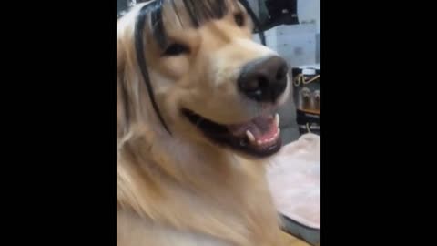 The funniest dog hairstyle