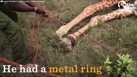 Giraffe With Metal Ring Around His Ankle Gets Help From Rescuers | The Dodo