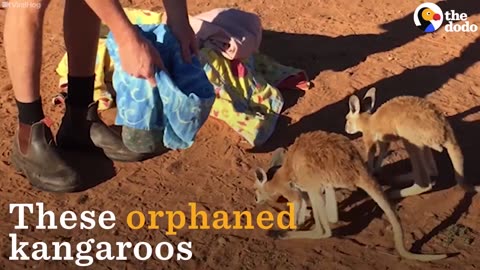 Orphaned Kangaroos Get Ready For Their Nap