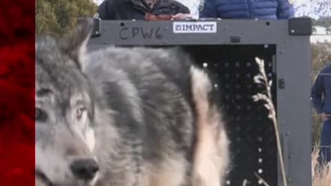 Moment grey wolves reintroduced into Colorado's Rocky Mountains. #Shorts #Wolves #Colorado #BBCNews