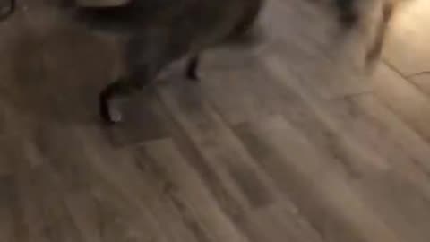 Funny Cat 🐱 and dog 🐶 fight 😅